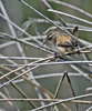 Marsh Wren 9113